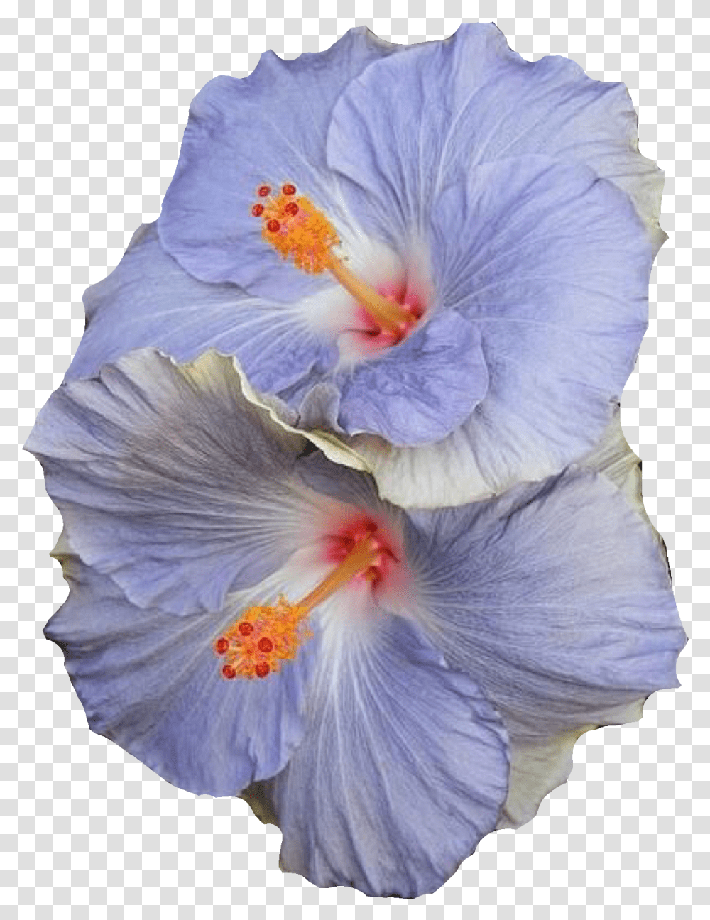 Blue Flowers Polyvore Moodboard Filler Flower Polyvore, Plant, Hibiscus, Blossom, Anther Transparent Png