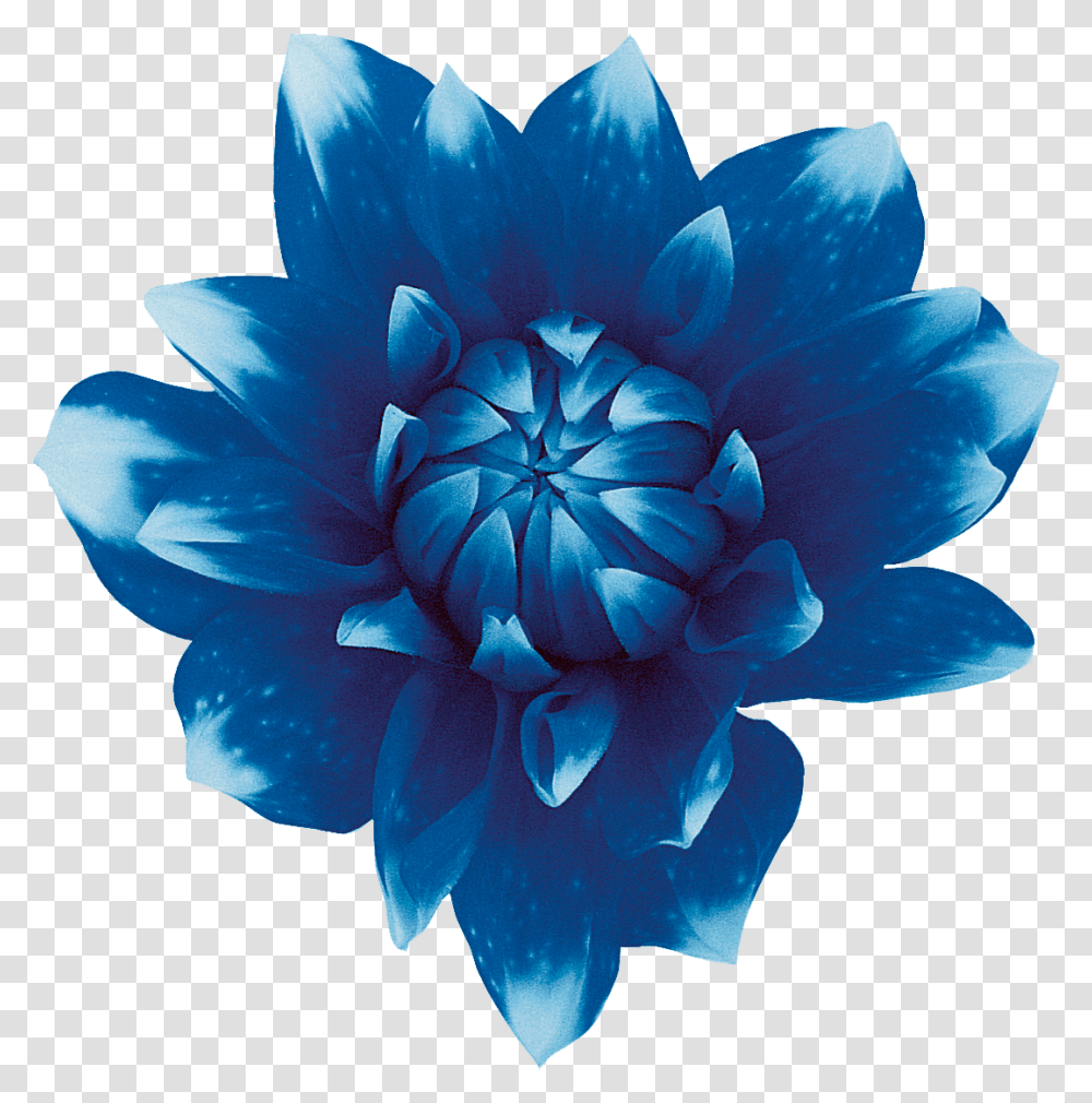 Blue Flowers Red Blue Flower No Background, Plant, Blossom, Lily, Pond Lily Transparent Png