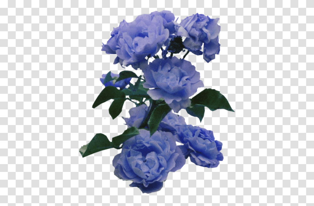 Blue Flowers Tumblr 3 Image Periwinkle Rose, Plant, Geranium, Blossom, Acanthaceae Transparent Png