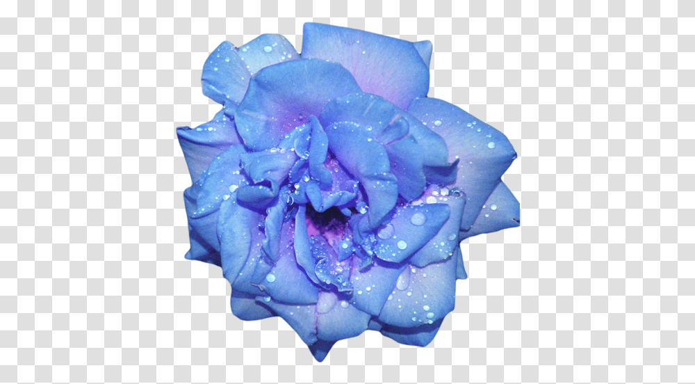 Blue Flowers Tumblr 6 Image Blue And Purple Aesthetic, Rose, Plant, Blossom, Petal Transparent Png