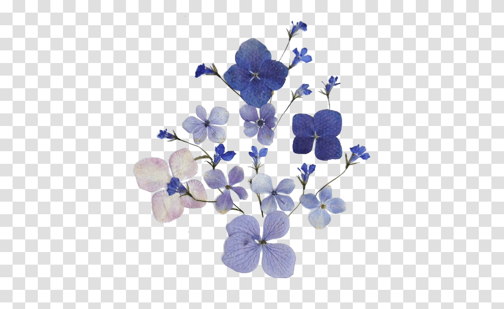 Blue Flowers Tumblr 7 Image Blue Dried Flowers, Plant, Blossom, Acanthaceae, Geranium Transparent Png