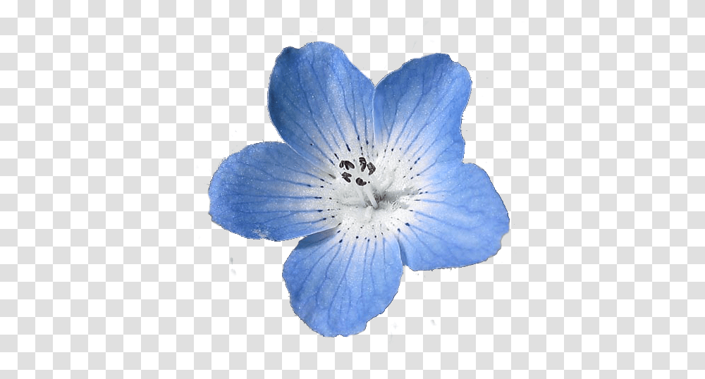 Blue Flowers Tumblr Baby Blue Eyes Flower, Geranium, Plant, Blossom, Flax Transparent Png