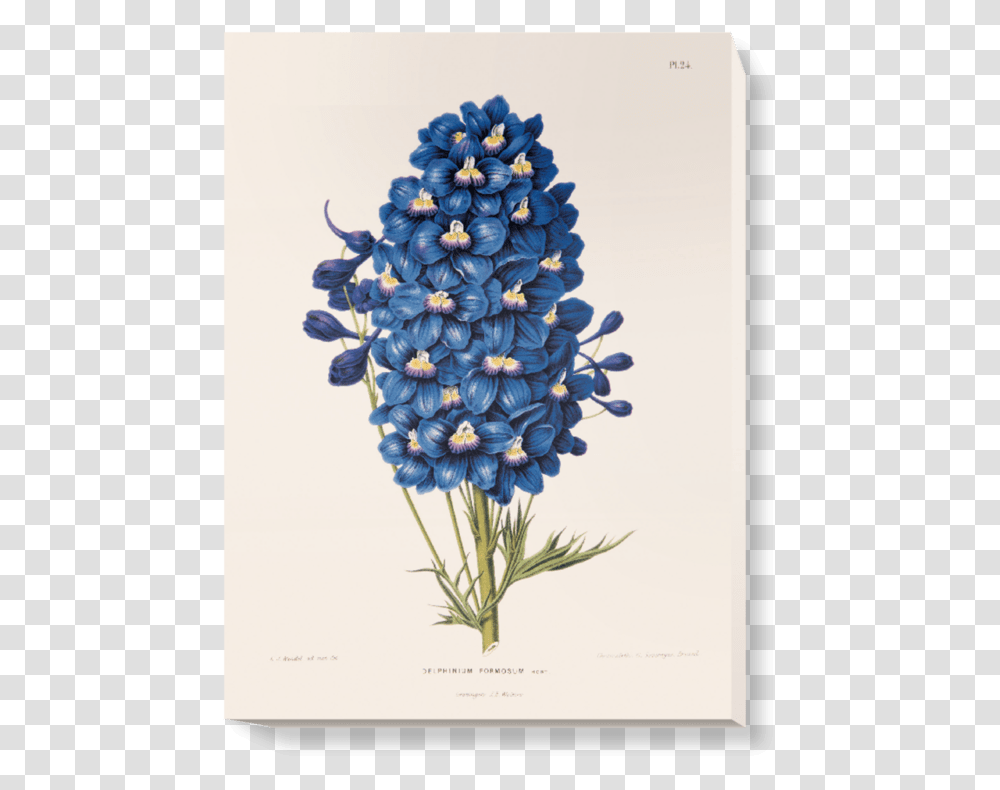 Blue Flowers Vintage Illustrations, Plant, Flax, Pineapple, Tree Transparent Png