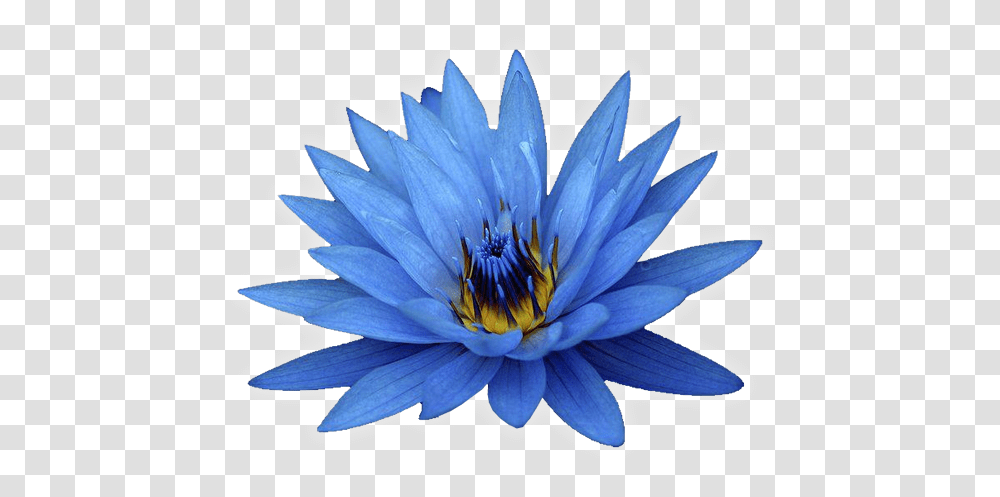 Blue Flowers White Background Blue Lotus Oil, Plant, Lily, Blossom, Pond Lily Transparent Png