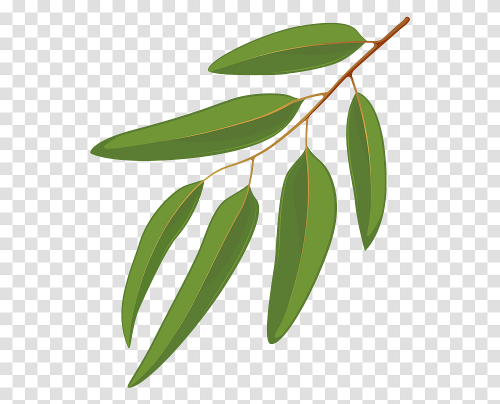 Blue Gum Leaf Clipart Gum Trees Clip Art, Plant, Food, Grain, Produce Transparent Png
