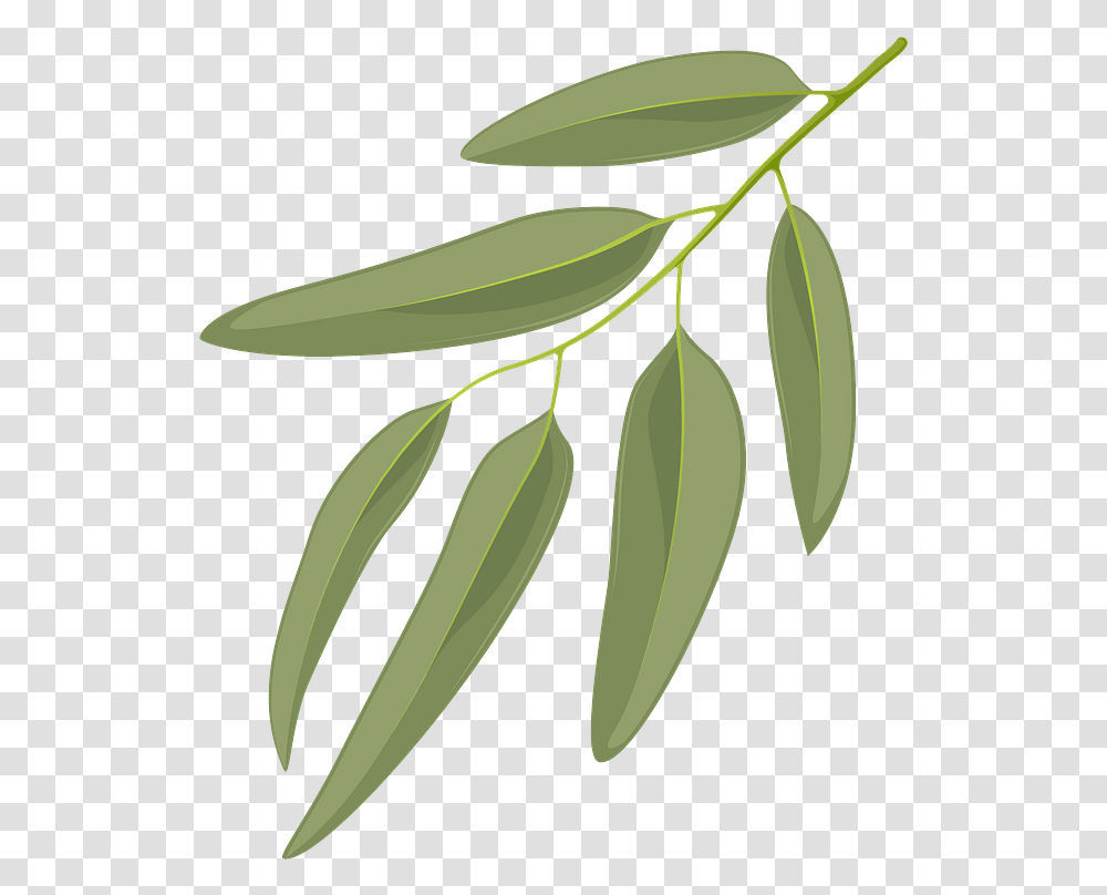 Blue Gum Leaf Clipart Twig, Plant, Tree, Food Transparent Png