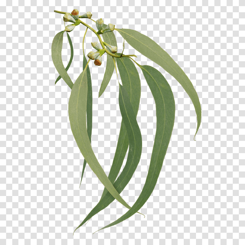 Blue Gum, Plant, Tree, Green Bean, Produce Transparent Png