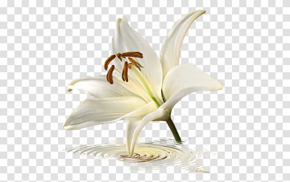 Blue Horizons White Lily Flower Single, Plant, Blossom, Bird, Animal Transparent Png