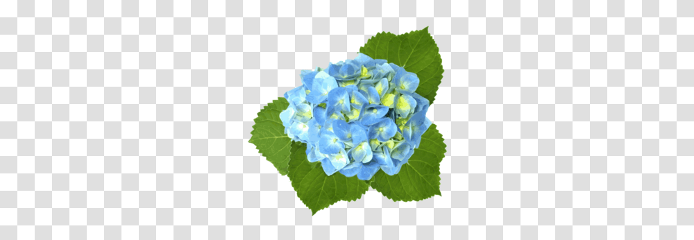 Blue Hydrangea Free Images, Plant, Leaf, Flower, Blossom Transparent Png