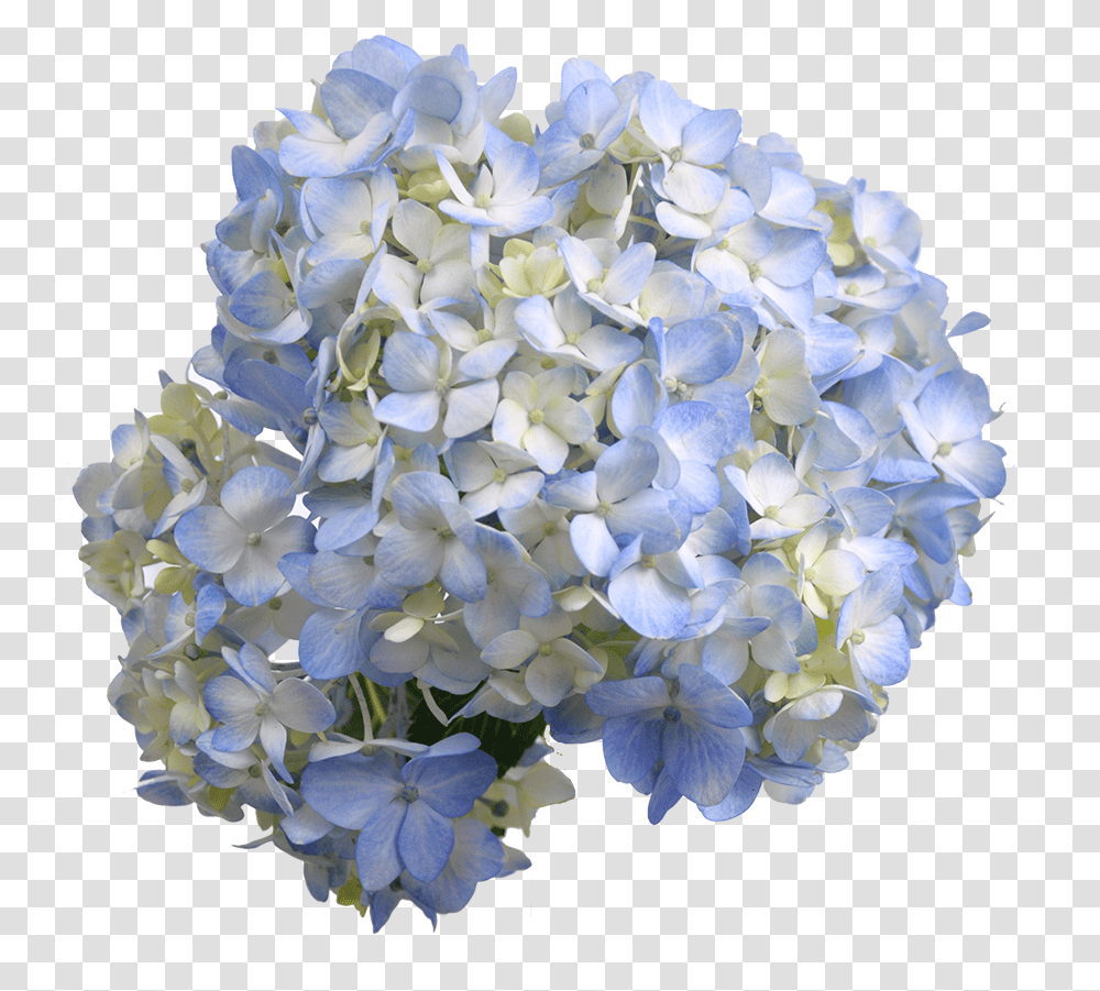 Blue Hydrangea, Geranium, Flower, Plant, Blossom Transparent Png