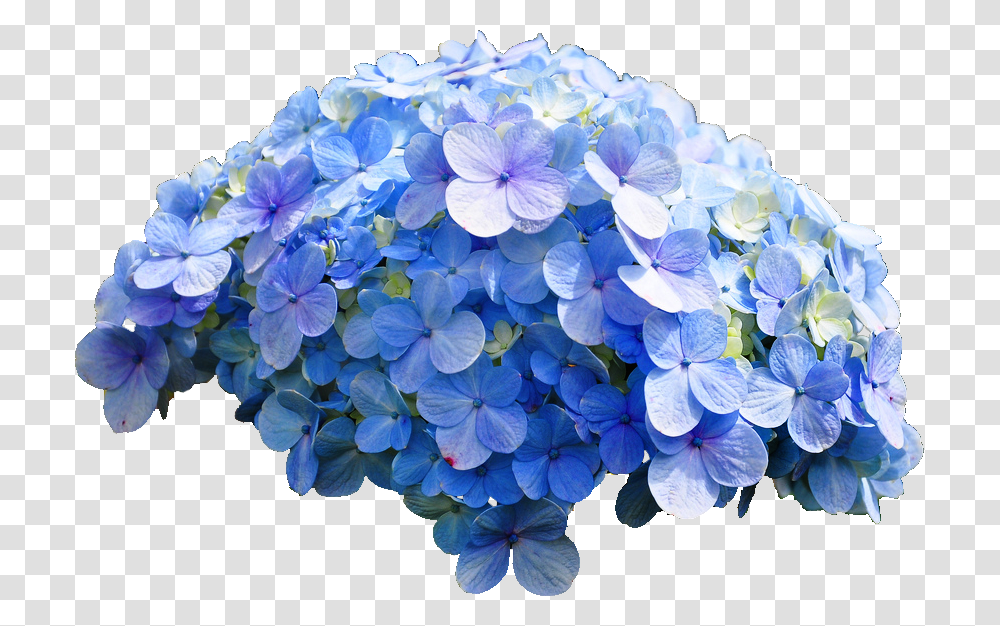 Blue Hydrangea, Geranium, Flower, Plant, Blossom Transparent Png