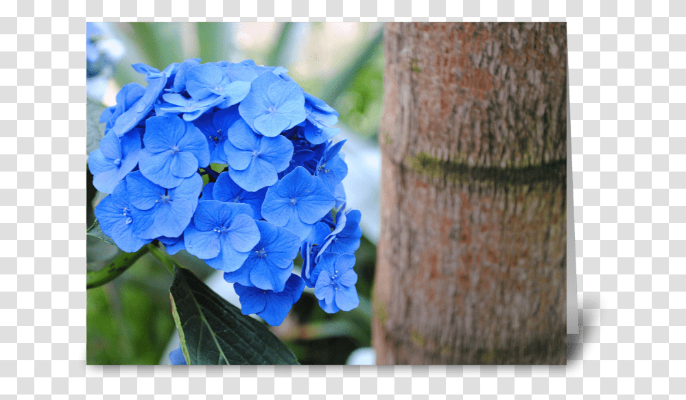 Blue Hydrangea Greeting Card Hydrangea Serrata, Geranium, Flower, Plant, Blossom Transparent Png
