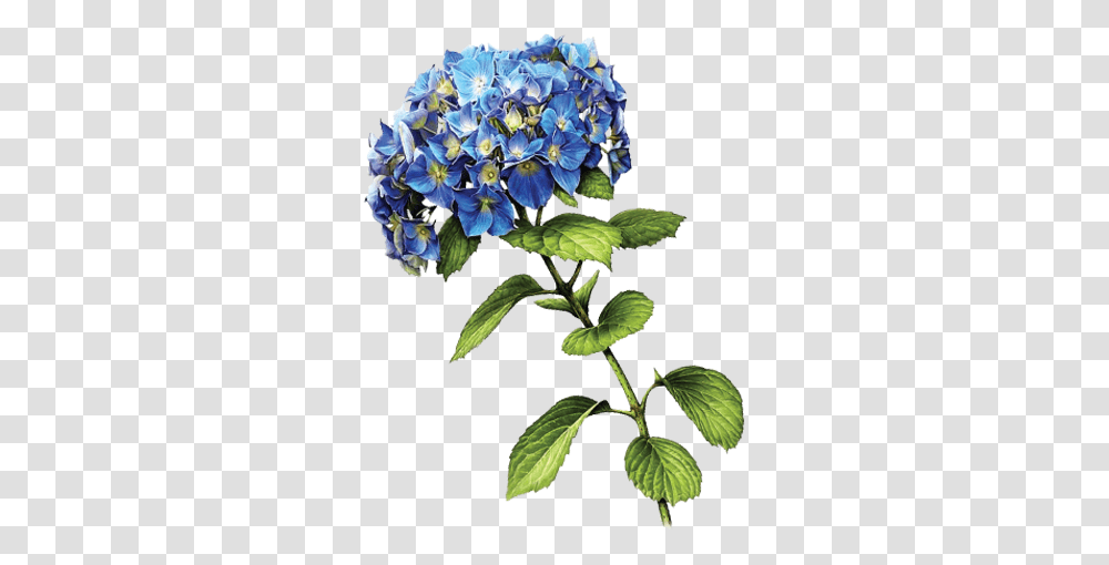 Blue Hydrangea, Plant, Bush, Vegetation, Flower Transparent Png