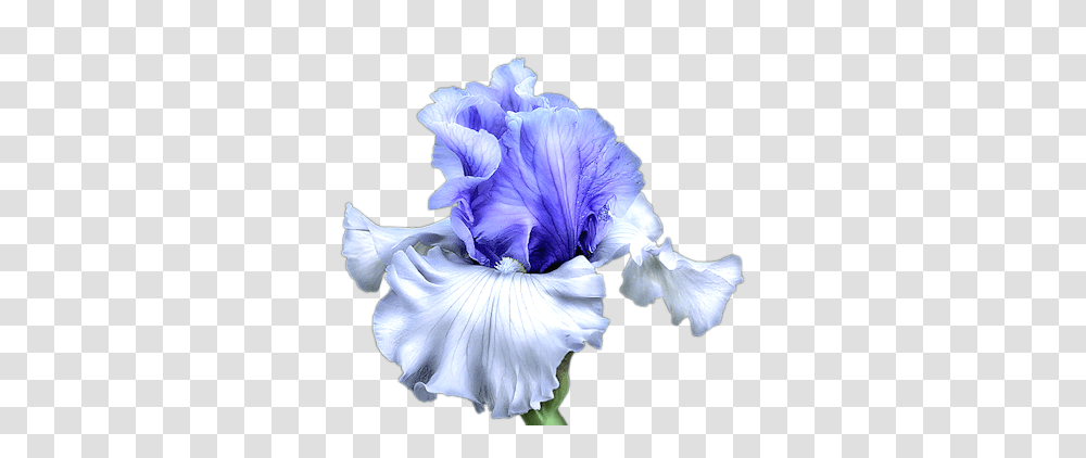 Blue Iris Flower Image Iris Flower, Plant, Blossom, Petal, Anther Transparent Png