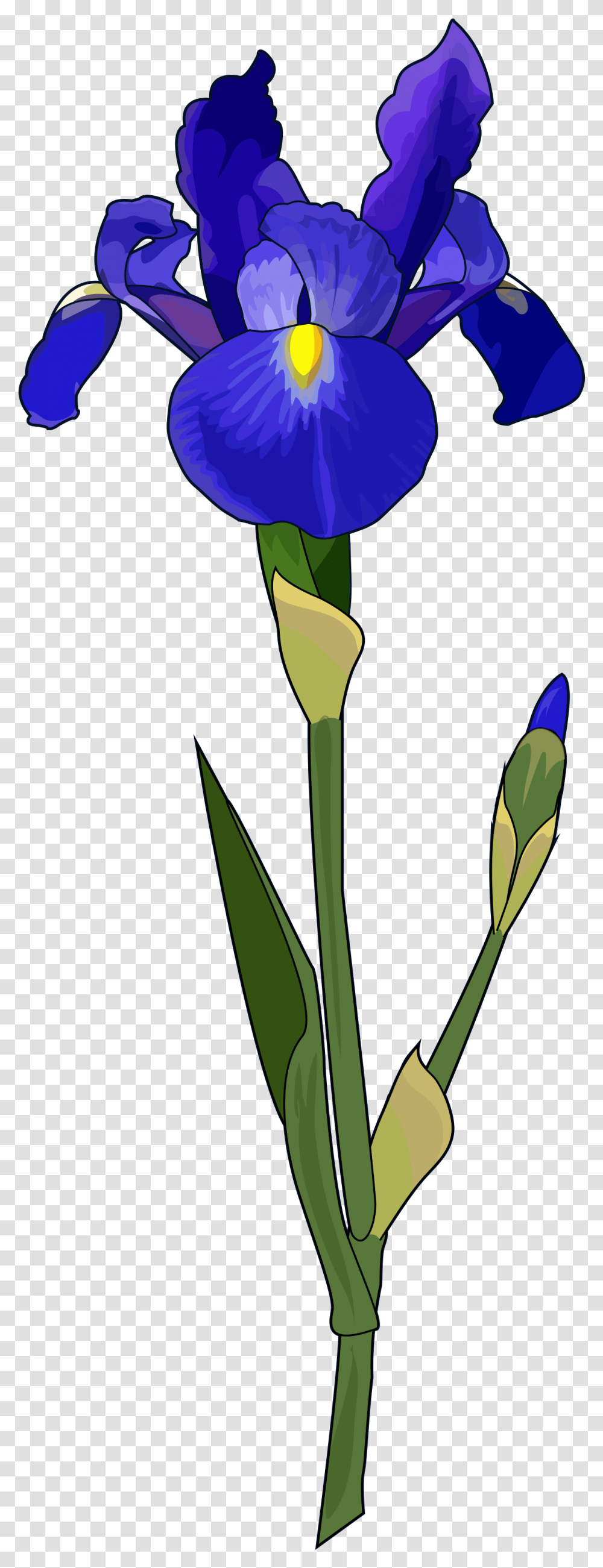 Blue Iris Flower Image Iris Flower, Plant, Blossom, Tulip, Petal Transparent Png