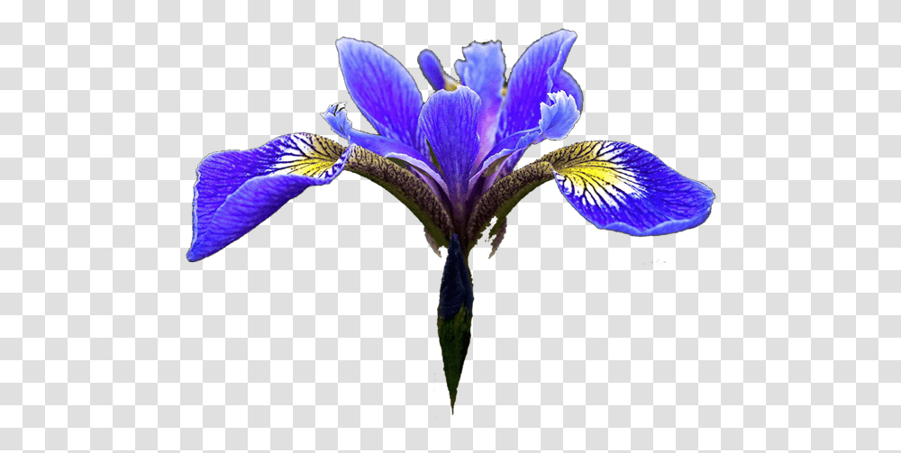 Blue Iris Flower Image With No Blue Iris Flower Clipart, Plant, Blossom, Petal, Tree Transparent Png