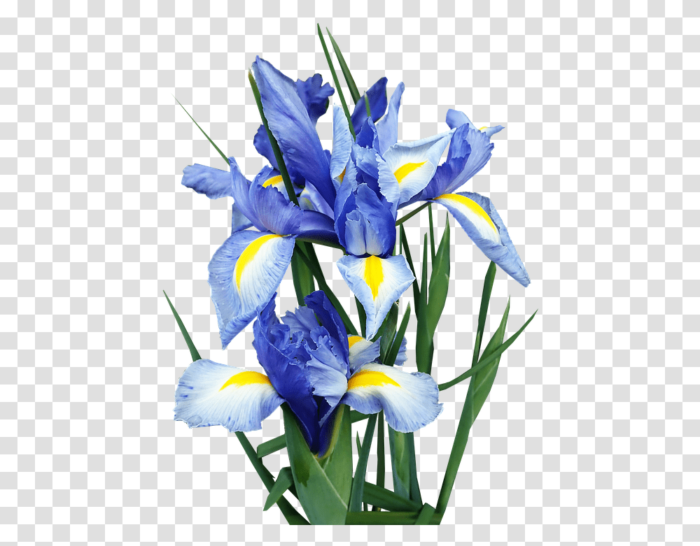 Blue Iris Flower, Plant, Blossom, Petal, Purple Transparent Png