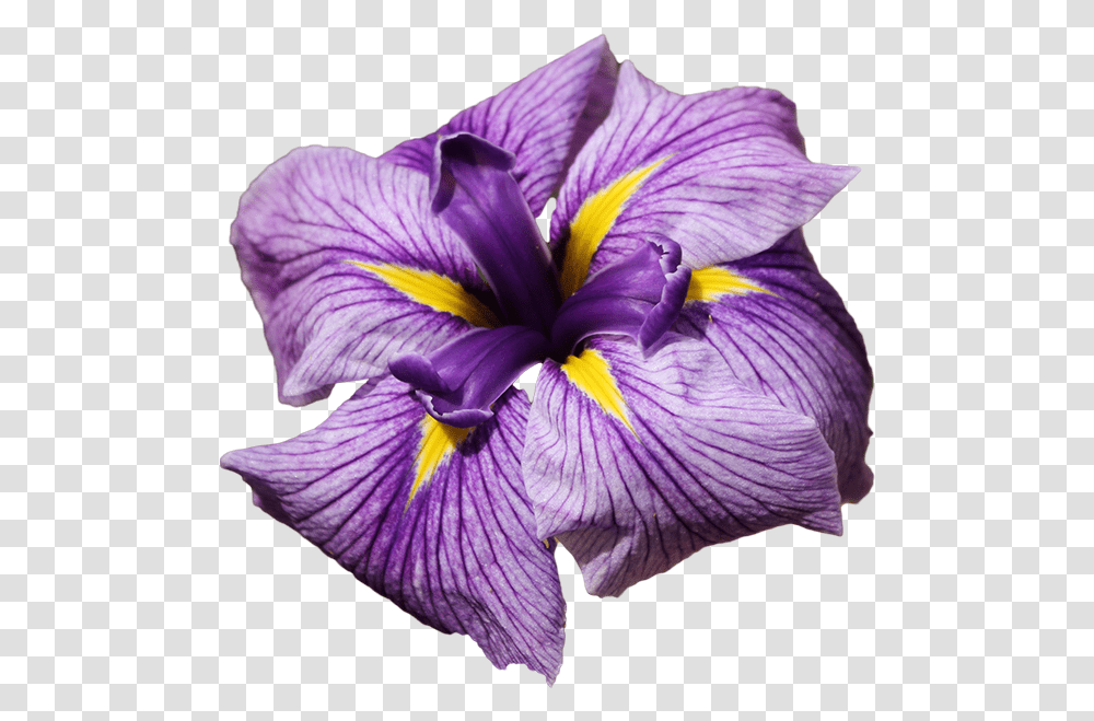 Blue Iris Iris Flowers, Plant, Blossom, Petal, Purple Transparent Png
