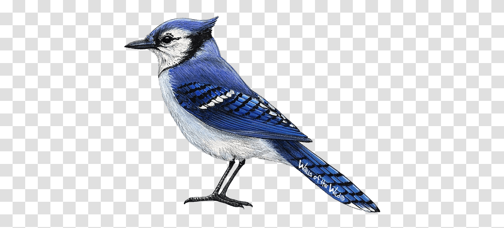 Blue Jay 3 Image Realistic Blue Jay Bird Drawing, Animal, Bluebird Transparent Png