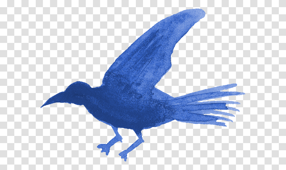 Blue Jay, Animal, Bird, Flying Transparent Png