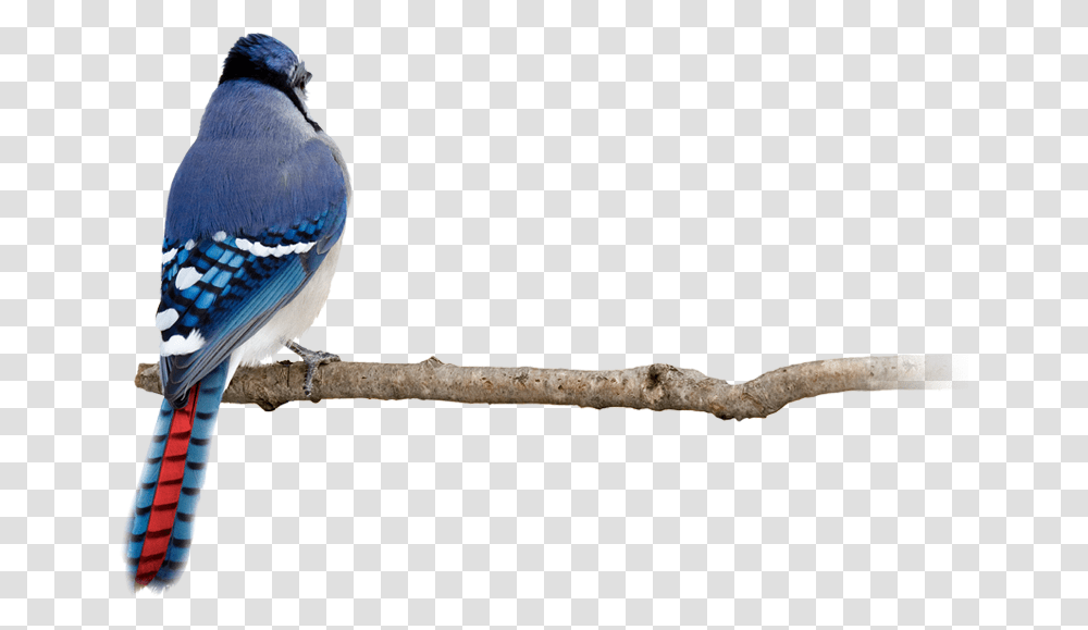 Blue Jay Back Side, Bird, Animal Transparent Png