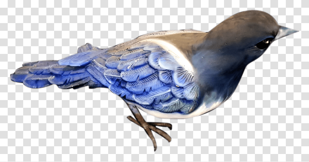 Blue Jay, Bird, Animal, Bluebird, Pigeon Transparent Png