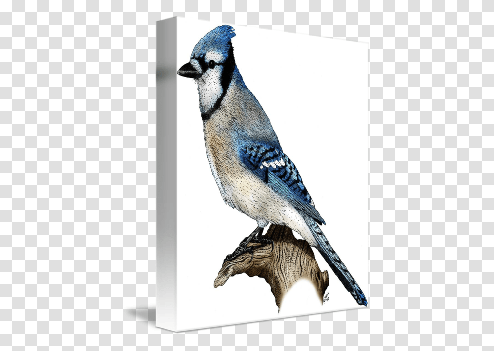 Blue Jay, Bird, Animal, Bluebird Transparent Png