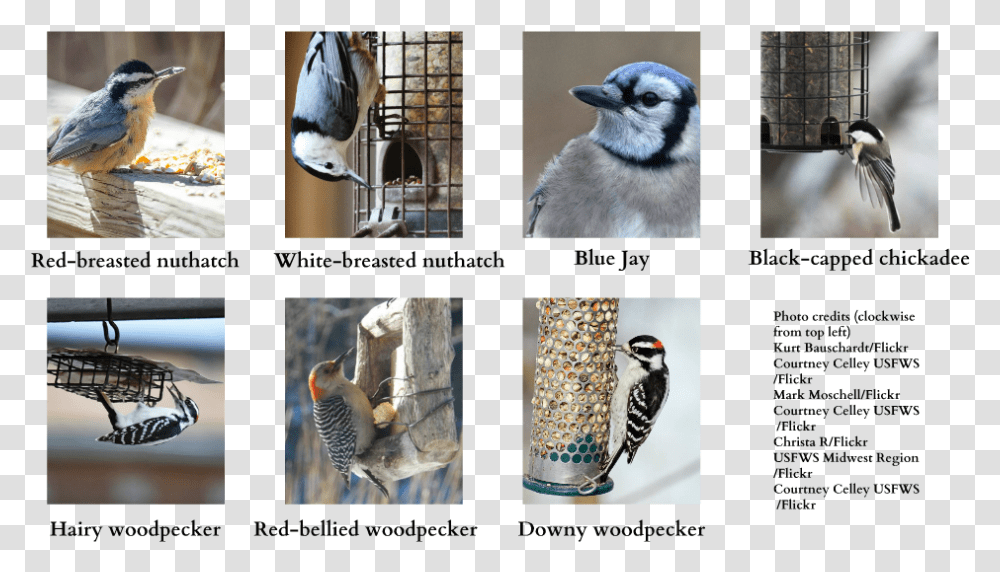 Blue Jay, Bird, Animal, Woodpecker, Flicker Bird Transparent Png