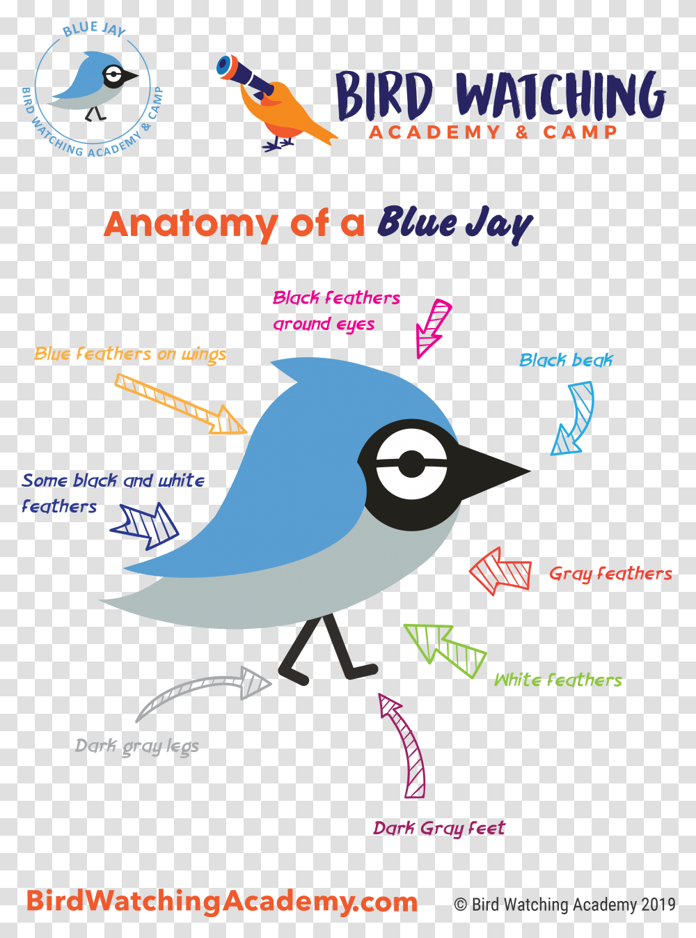 Blue Jay Bird Watching Academy Birds Anatomy For Kids, Outdoors, Nature, Astronomy, Text Transparent Png