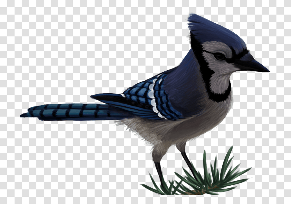 Blue Jay By Sherushi Vector Free Blue Jay, Bird, Animal Transparent Png