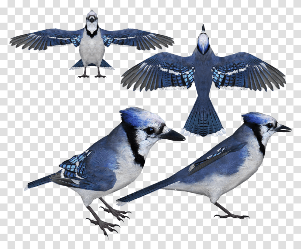 Blue Jay Clipart Blue Jay, Bird, Animal, Bluebird Transparent Png