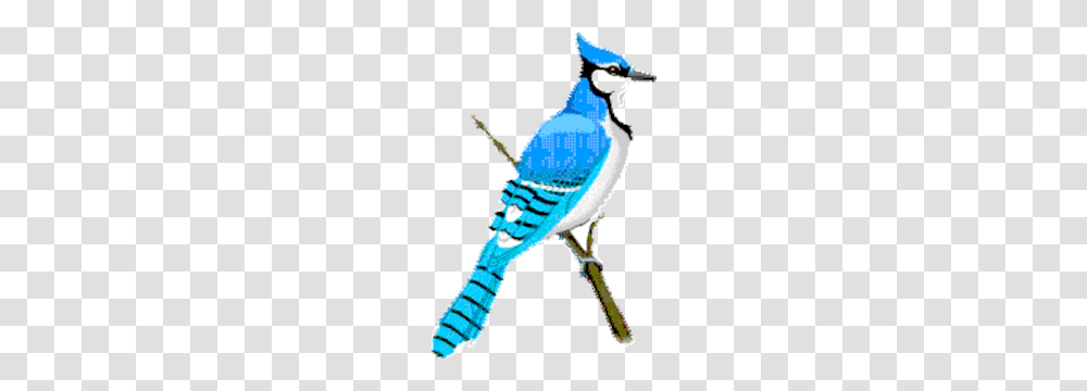 Blue Jay Clipart Cliparts Of Blue Jay Free Download, Bird, Animal, Person, Human Transparent Png