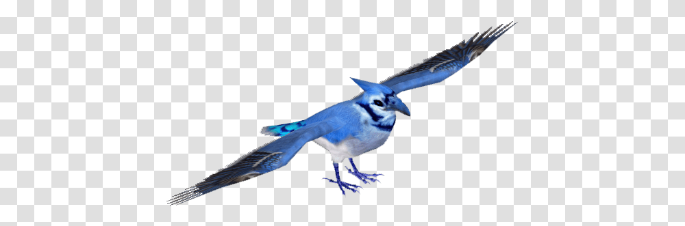 Blue Jay Image Blue Jay, Bird, Animal, Bluebird, Flying Transparent Png