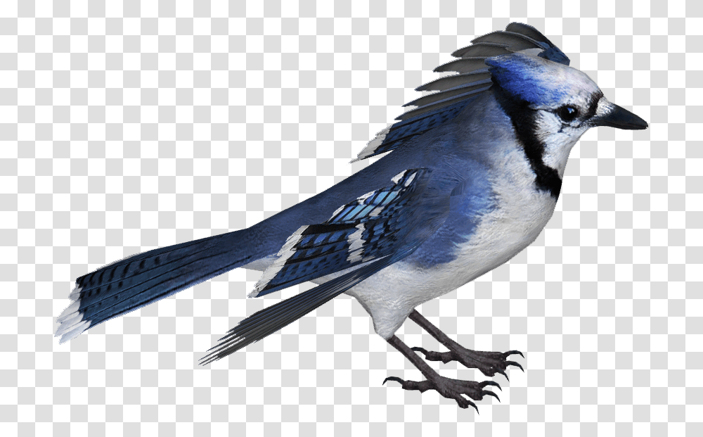 Blue Jay Image With No Background Blue Jay, Bird Transparent Png