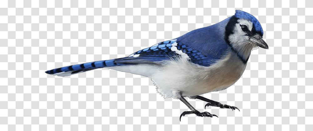 Blue Jay Image With No Blue Bird White Background, Animal Transparent Png