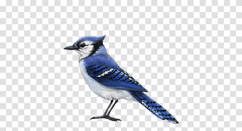 Blue Jay Wall Sticker, Bird, Animal, Bluebird Transparent Png
