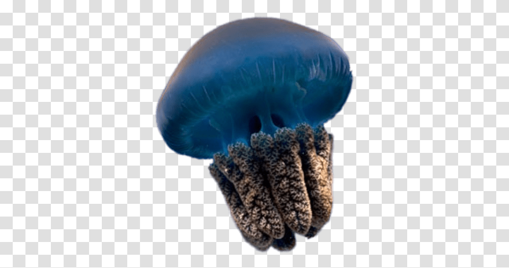 Blue Jellyfish Background Jellyfish, Sea Life, Animal, Invertebrate Transparent Png