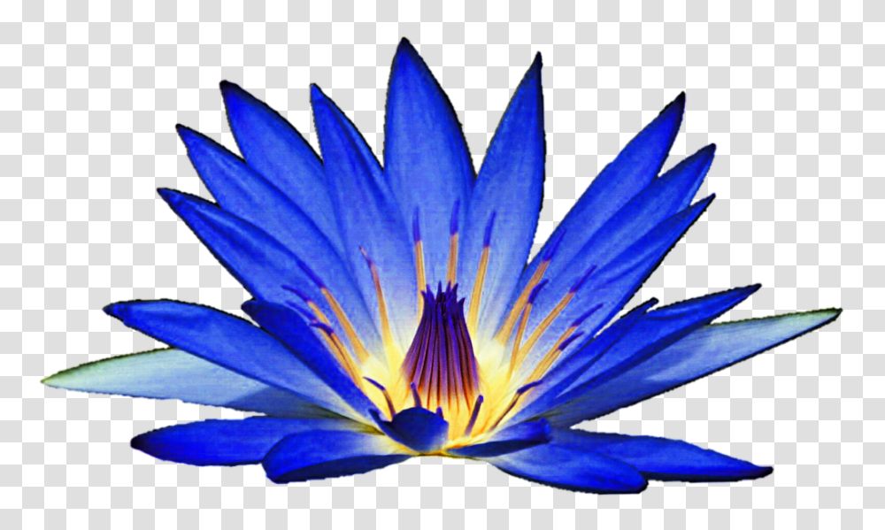 Blue Lily Clipart, Plant, Flower, Blossom, Pond Lily Transparent Png