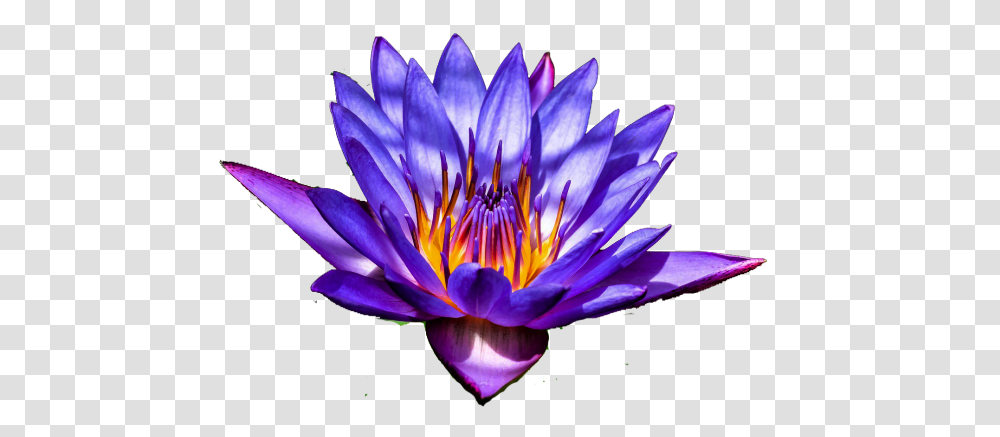Blue Lotus Exhibitor Water Lily, Flower, Plant, Blossom, Pond Lily Transparent Png