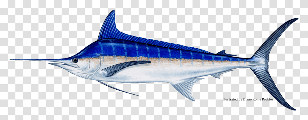 Blue Marlin Fish, Animal, Sea Life, Tuna, Swordfish Transparent Png