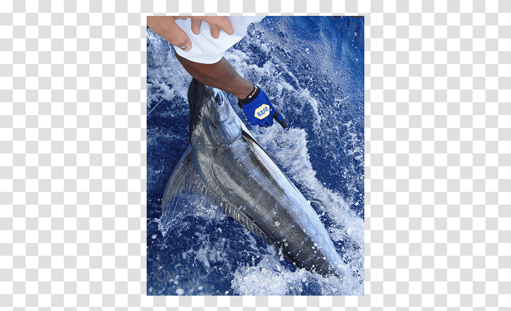 Blue Marlin Fishing Curacao Pull Fish Out Of Water, Outdoors, Person, Human, Animal Transparent Png