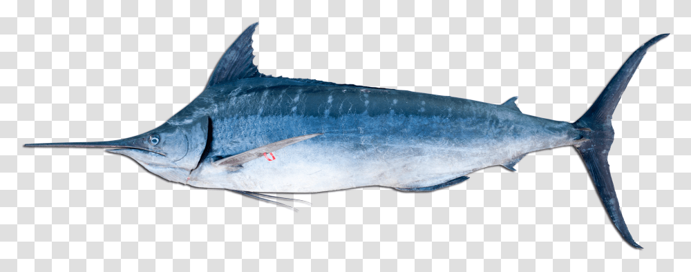 Blue Marlin, Tuna, Sea Life, Fish, Animal Transparent Png