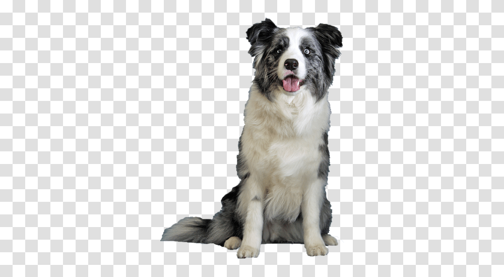Blue Merle Border Collie To Be The Star Collie Border Collie Dogs, Pet, Canine, Animal, Mammal Transparent Png