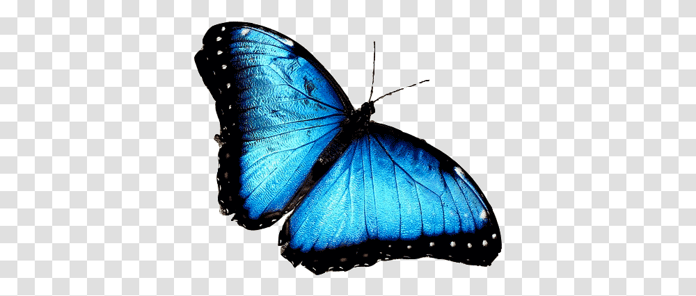 Blue Morpho African Butterfly Animals Have Hydrostatic Skeletons, Insect, Invertebrate, Monarch, Spider Transparent Png