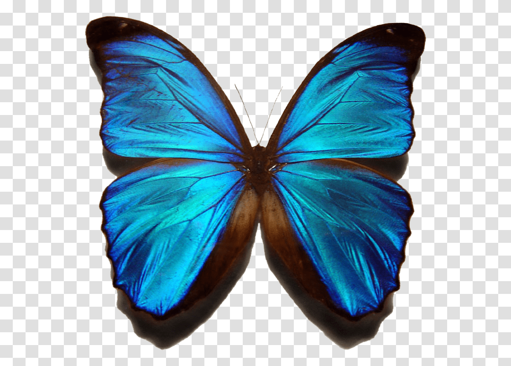 Blue Morpho Butterfly Blue Butterfly With No Background, Ornament, Pattern, Person, Human Transparent Png
