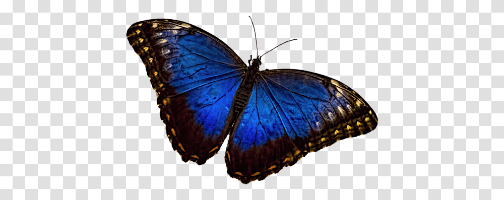 Blue Morpho Butterfly, Insect, Invertebrate, Animal, Monarch Transparent Png