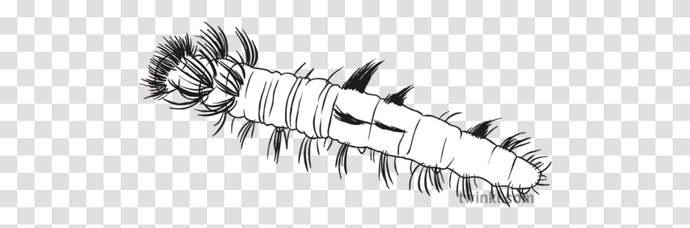 Blue Morpho Caterpillar Black And White Blue Morpho Caterpillar Drawing, Person, Human, Leisure Activities Transparent Png
