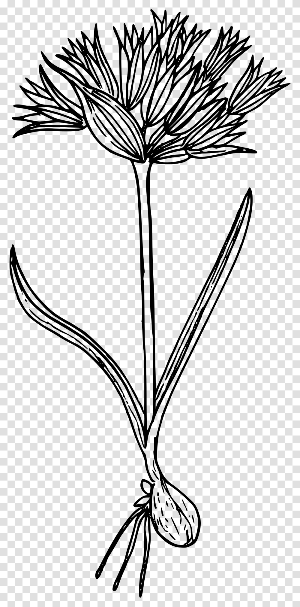 Blue Mountain Onion Clip Arts Line Art, Gray, World Of Warcraft Transparent Png