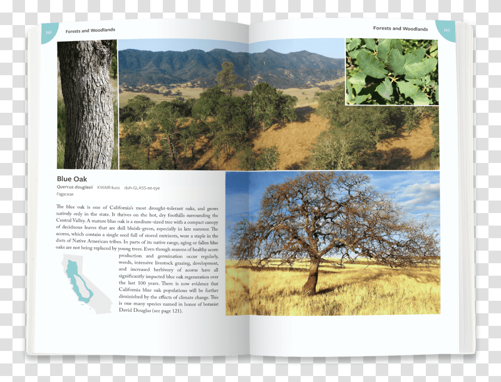 Blue Oak California Plants A Guide To Our Iconic Flora, Tree, Vegetation, Nature, Outdoors Transparent Png