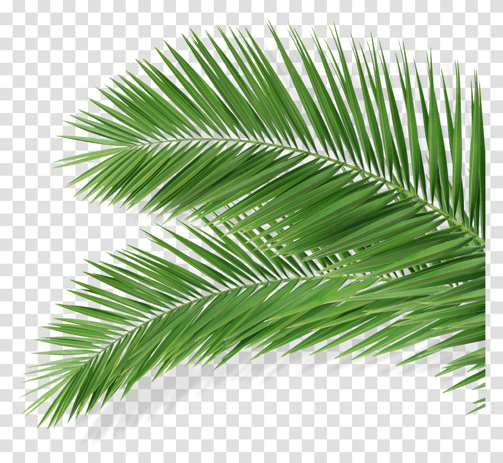 Blue Palm Leaves, Leaf, Plant, Green, Fern Transparent Png
